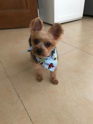 米倍寵物精品酒店 寵物衣架服務(wù)評(píng)價(jià)全解析